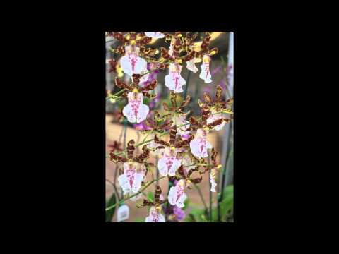 hawaii_orchids_at_akatsuka_orchid_farm