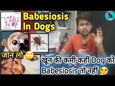 babesiosis in dogs || babesia in dog || tick fever dogs || fever in dogs || symptoms,treatment || SM
