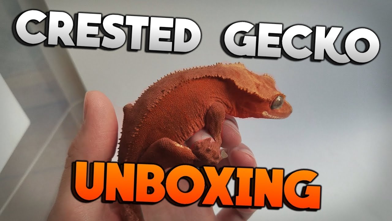 Unboxing A New Crested Gecko From Supreme Gecko!
