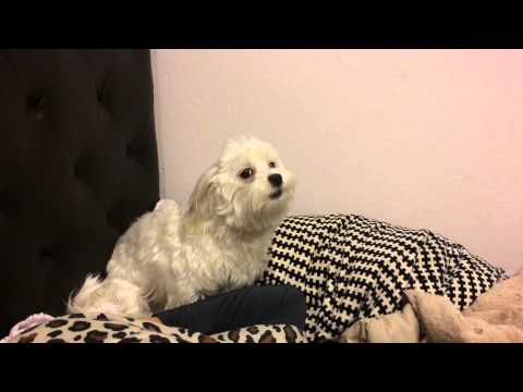 Maltese dog howling