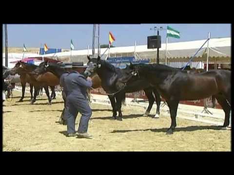 Ochenta caballos de pura raza española participan en el SANLUCAB 2012