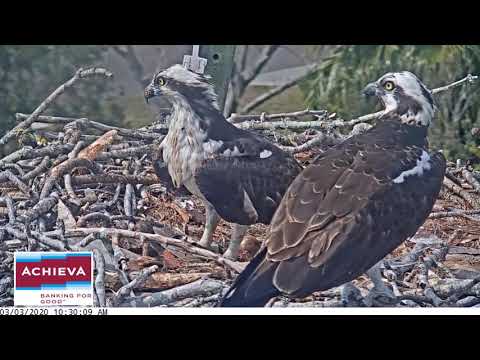 Intruder at the nest, 3/3/20 - Achieva osprey nest