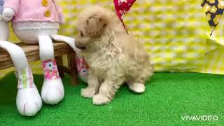 ハーフ犬の動画01