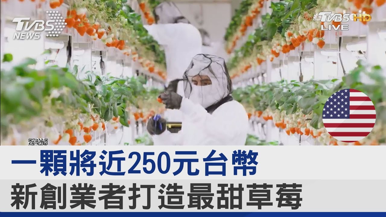 一顆將近250元台幣 新創業者打造最甜草莓