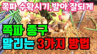 쪽파수확시기 / 말리는 방법 3가지/ 내 여건에 맞는 방법으로 씨종자 잘 말려서 2번 3번 심어보세요