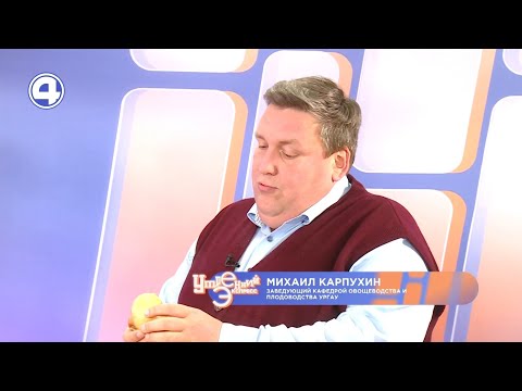 Зимняя посадка лука и чеснока