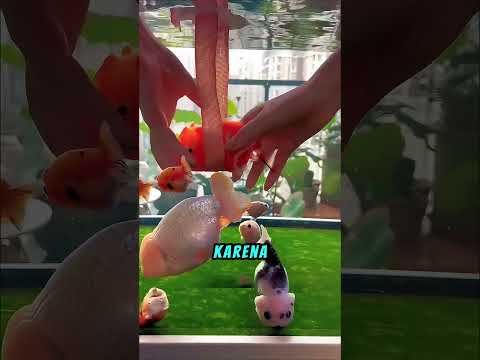 Gadis Ini Menolong Ikan yang Kesulitan Berenang🐟 #shortviral