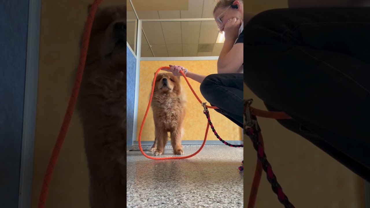 Teddy (MR26-359), a Adoptable Chow Chow in Peyton, CO video 6/6