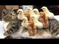 Lustige Hunde und Katzen videos 🌈😊 Lustige Tiere | Lieblingskatze 💓