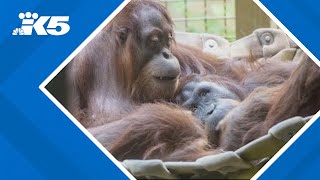 Orangutan bites keeper at Woodland Park Zoo