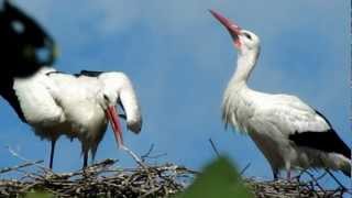 preview picture of video 'Storken sidder på bondens tag'