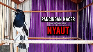 Download lagu kacer gacor NGEPLONG tarung ini paling ampuh buat PANCINGAN KACER agar EMOSI NYAUT mp3