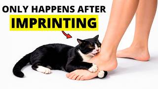 7 Things Cats Do Only When They Have Imprinted on You