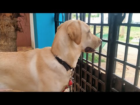 #petdog zivaa😍 #labrador