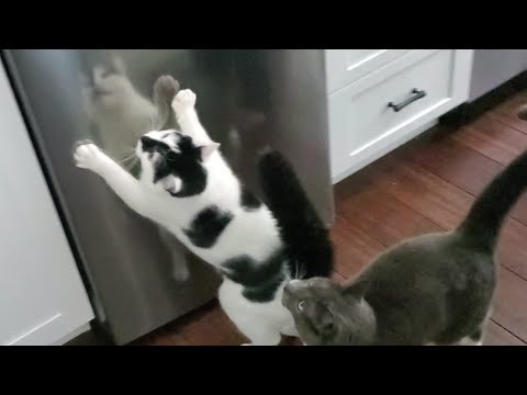 yep, he's insane. it's confirmed.