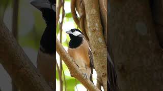 Download lagu #birds #burungkicaudialamliar #birdsounds #nature #animals #nature #shorts mp3