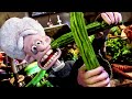 The Were Rabbit Will Eat ALL Your Veggies Wallace Gromit The Curse Of The Were Rabbit CLIP