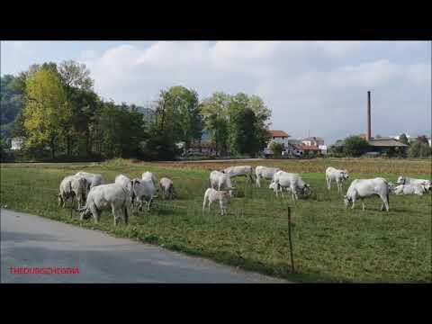 MUCCHE DI RAZZA PIEMONTESE AL PASCOLO IN CAMPAGNA A BOVES. (CN) DOM. 10 - 10 - 2021.