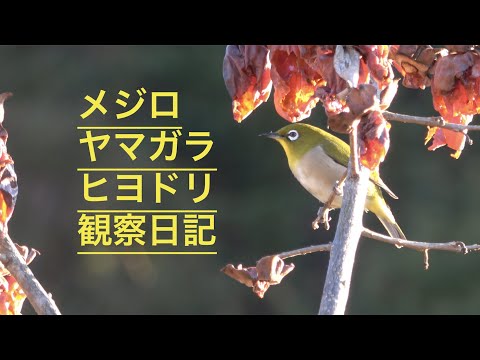 庭の鳥に餌をやるのは避けるべき間違い