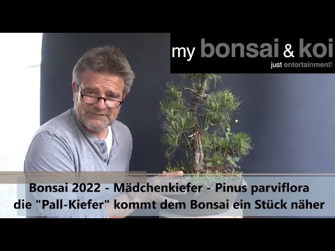 Bonsai 2022-21 - Pine - Pinus - the "Pall Pine" comes a little closer to the bonsai