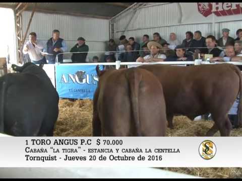 20-10-16 Venta de Toros Angus - Cabaña La Centella - Tornquist