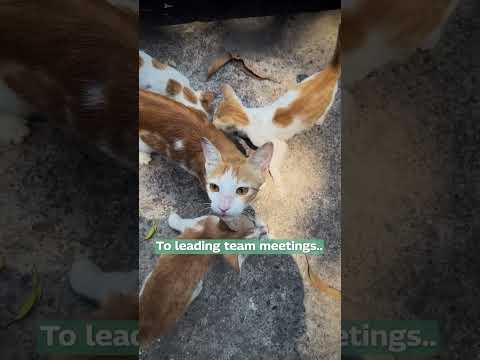 Happy #NationalPetDay! | Meet The Cats Of Mahindra🐈🥰 | Mahindra Rise #Shorts