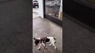 Video preview image #1 Rat Terrier-Unknown Mix Puppy For Sale in Bellevue, WA, USA