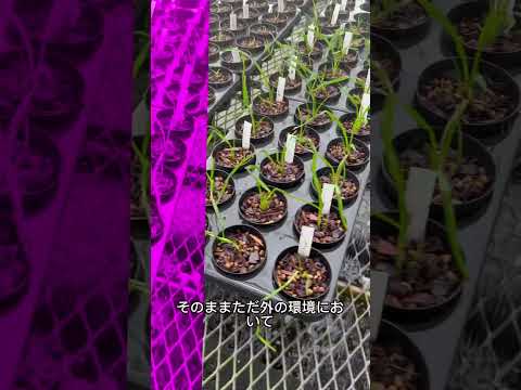 植物を屋外に順応させるにはどうすればよいですか?苗や観賞用のグリーンはいつ取り出すのですか？  庭園