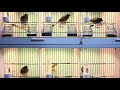 Relaxing Gloster Canary Sound And Singing / Relaxing & Sleeping Video