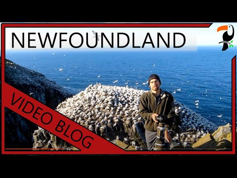 Video Blog - 3 weeks in Newfoundland (By Wildlife Photographer Glenn Bartley)