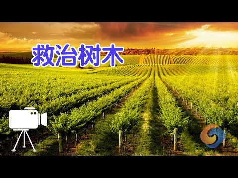 沒有樹葉的樹