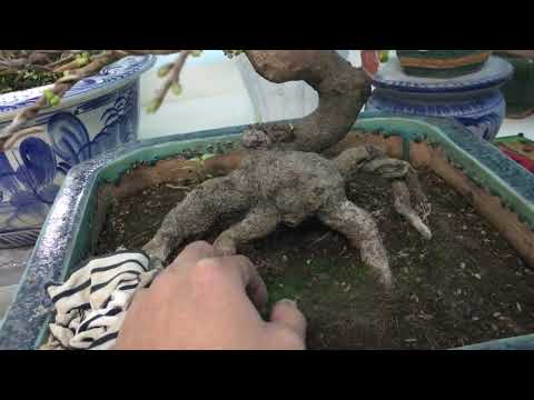 Những nguyên nhân cây mai không bung vỏ trấu- Rụng nụ hàng loạt