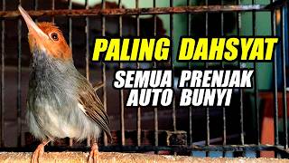 Download lagu Prenjak Gacor Suara Ampuh💯% BIKIN PRENJAK ANDA JADI ISTIMEWAAAAAHHH POLLL, WAJIB COBA !! mp3