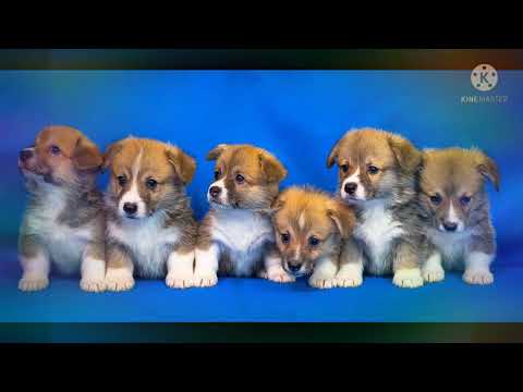Beautiful dogs, copywrite free song