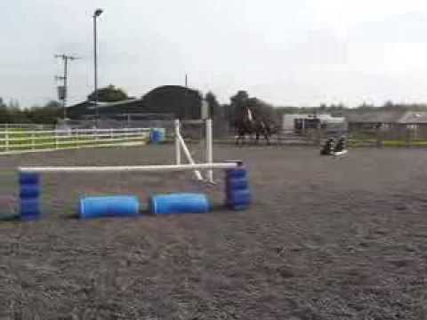 Dizzy 5 Year old Verdi Mare Schooling 28.08.2013