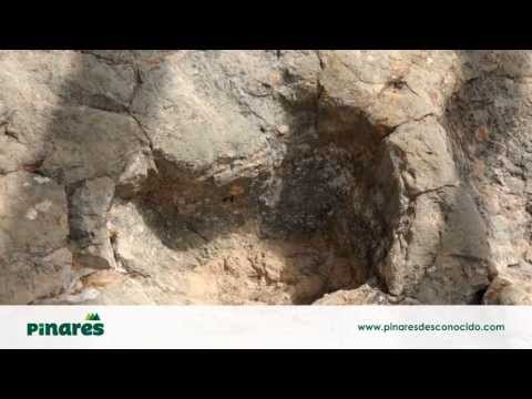Pinares Desconocido - Dinosaurios, Sala de los Infantes