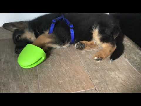 The introduction of Vimo (My dog)