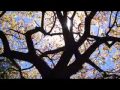 Perfect blue sky - Junkie XL with Robert Smith