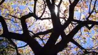 Perfect blue sky - Junkie XL with Robert Smith