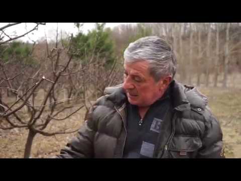 Autohtone vrste Srbije ep.6 14.03.2019. - Dunja, leskovačka i vranjska