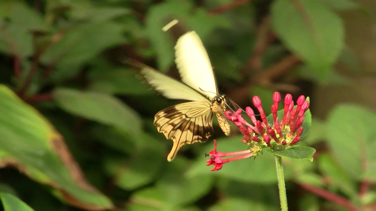 Papilio dardanus Mocker Swallowtail butterfly feeding on flower showing variable wing patterns in tropical habitat