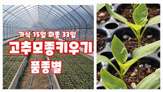 고추 모종키우기 괴산 청결고추 괴산고추 파종 33일 가식 15일 자연특별시괴산 자연울림 [고추재배방법]