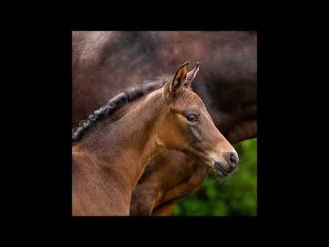 C.C.Catch v. C-Indoctro x Clinten II x Darco