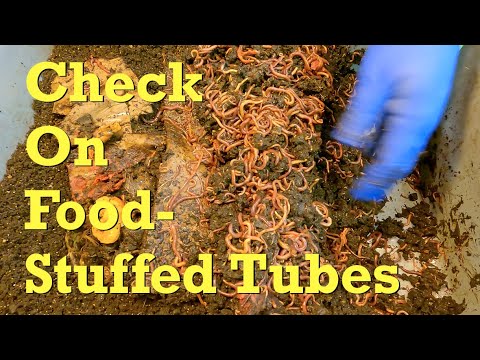 Fun follow-up to pumpkin-stuffed tubes in busy worm bins - vermicompost
