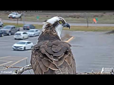 Louis Returns To Hellgate Osprey Nest! – April 5, 2019
