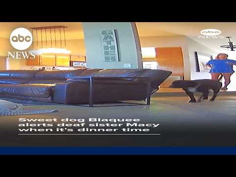Sweet dog Blaquee alerts daf sister Macy when it's dinner time
