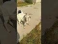 Boer Goat Breeding Base Official Thanks