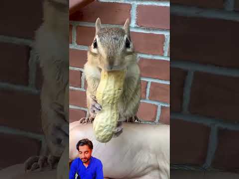 The squirrel #video #viral #funny #viralvideo 🐿️🐿️