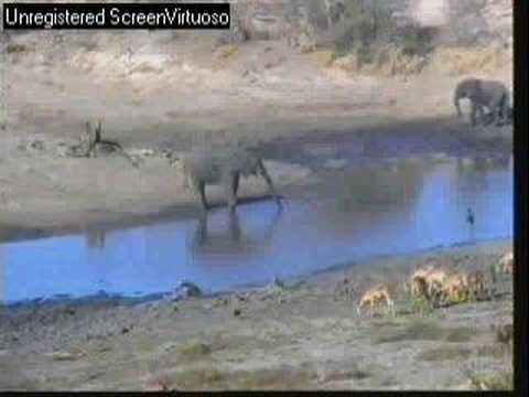 WE/Djuma Elephants 9-4-07