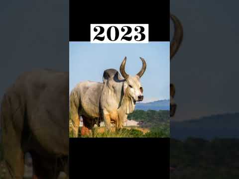 2023 ox and 5000 bce ox  #shortvideo